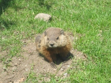 Juan the groundhog